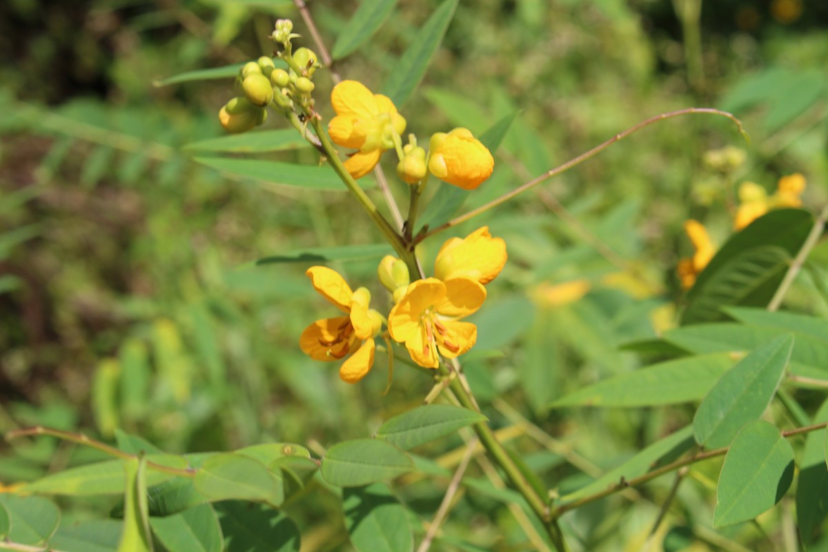 Senna occidentalis (L.) Link